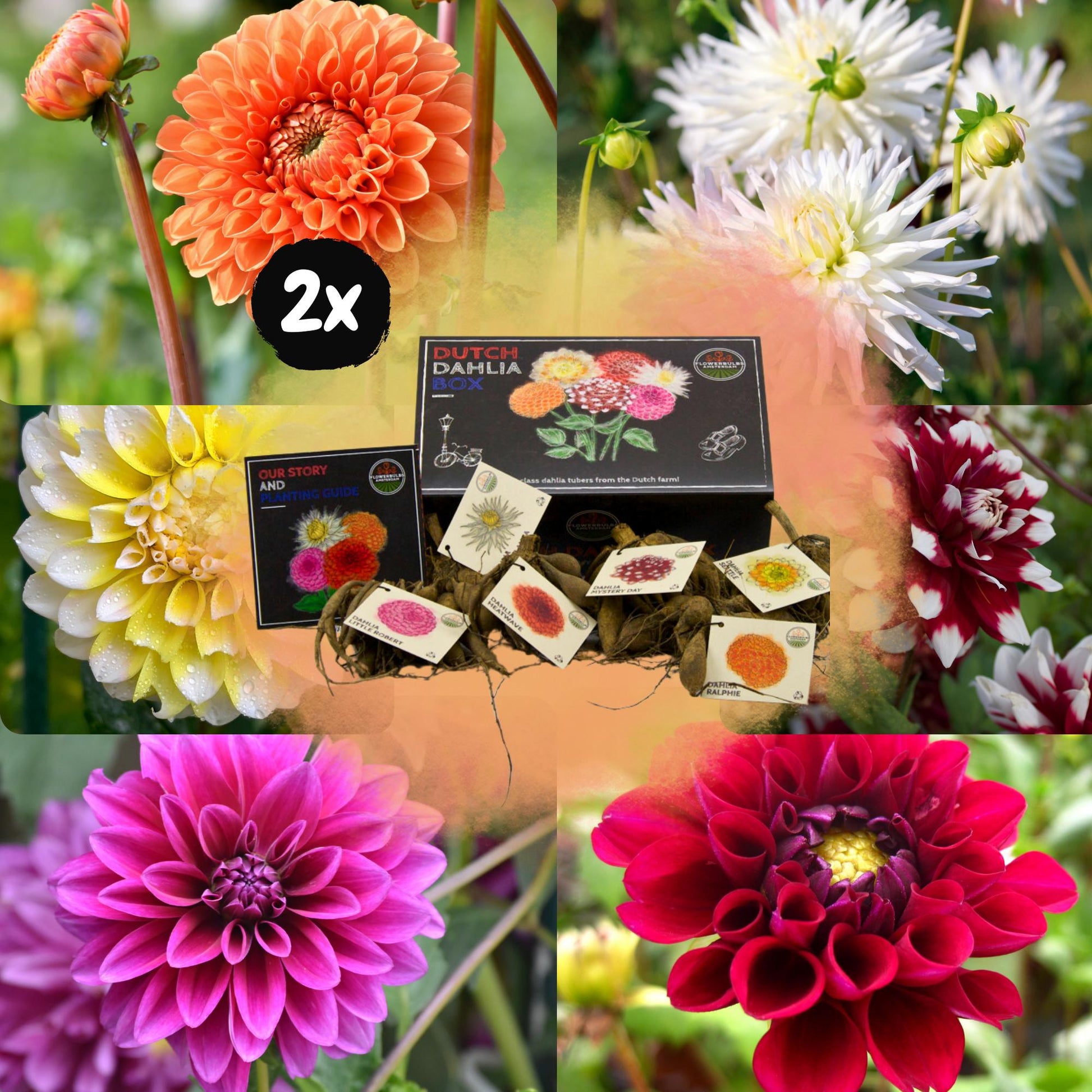 Dahlia mix - Luxe Box Large | 12 stuks - Vivaflorique