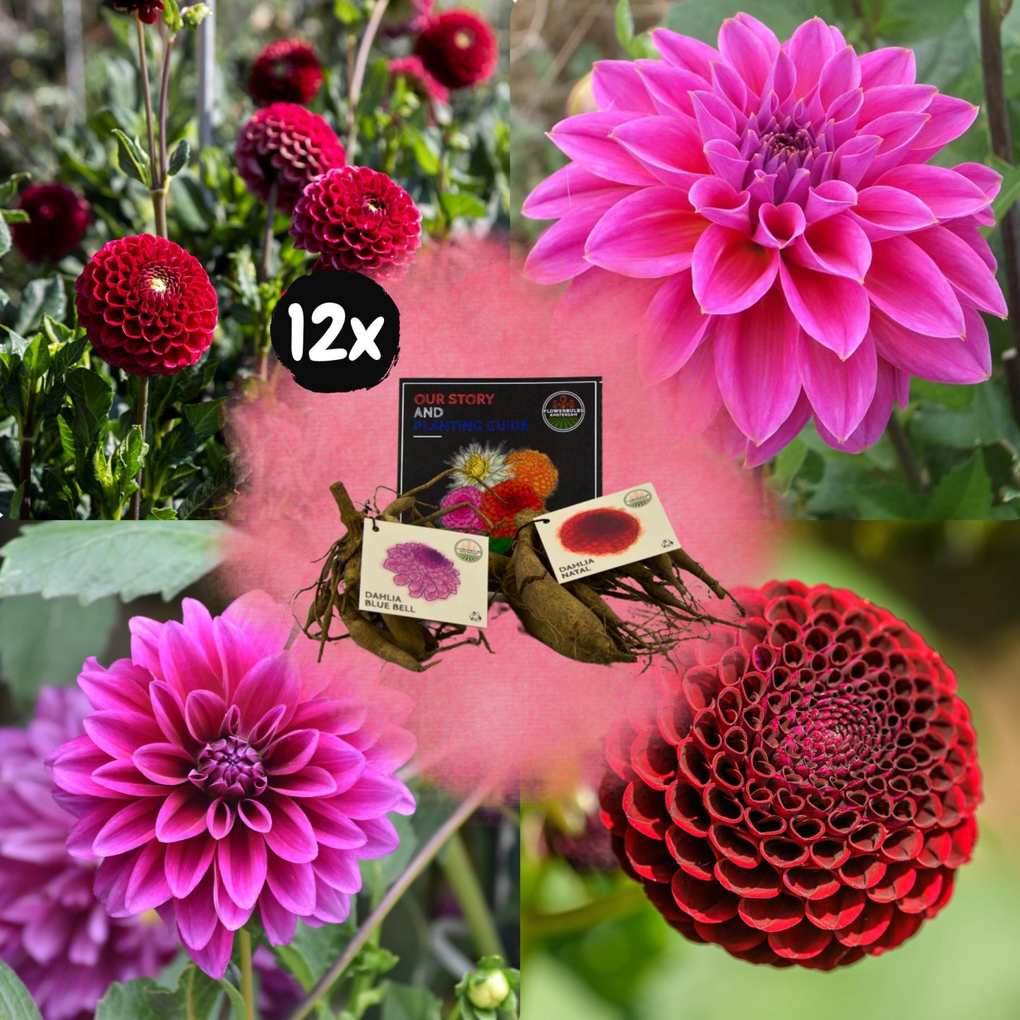 Dahlia mix - Gerard's darlings | 12 stuks - Vivaflorique