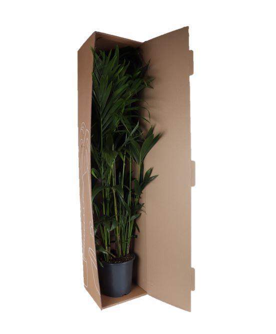 Dypsis Lutescens (Areca Palm) - Ø27cm - ↕160cm - Vivaflorique