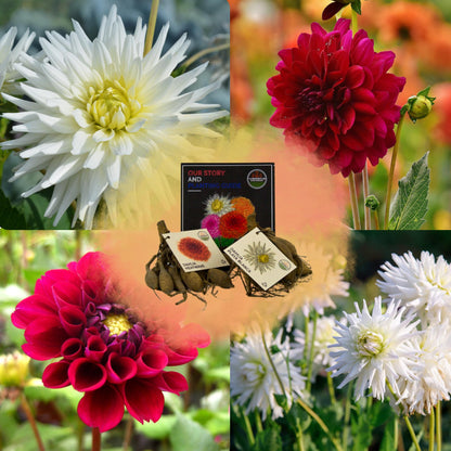 Dahlia mix - Mix Romantic beauties | 2 stuks - Vivaflorique