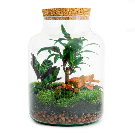 DIY terrarium - Milky Palm - ↕ 30 cm - Vivaflorique