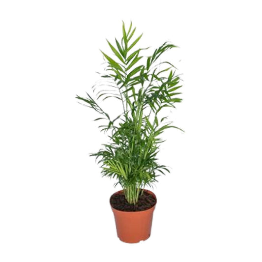 Chamaedorea Elegans - Ø17 - ↨55cm - Vivaflorique