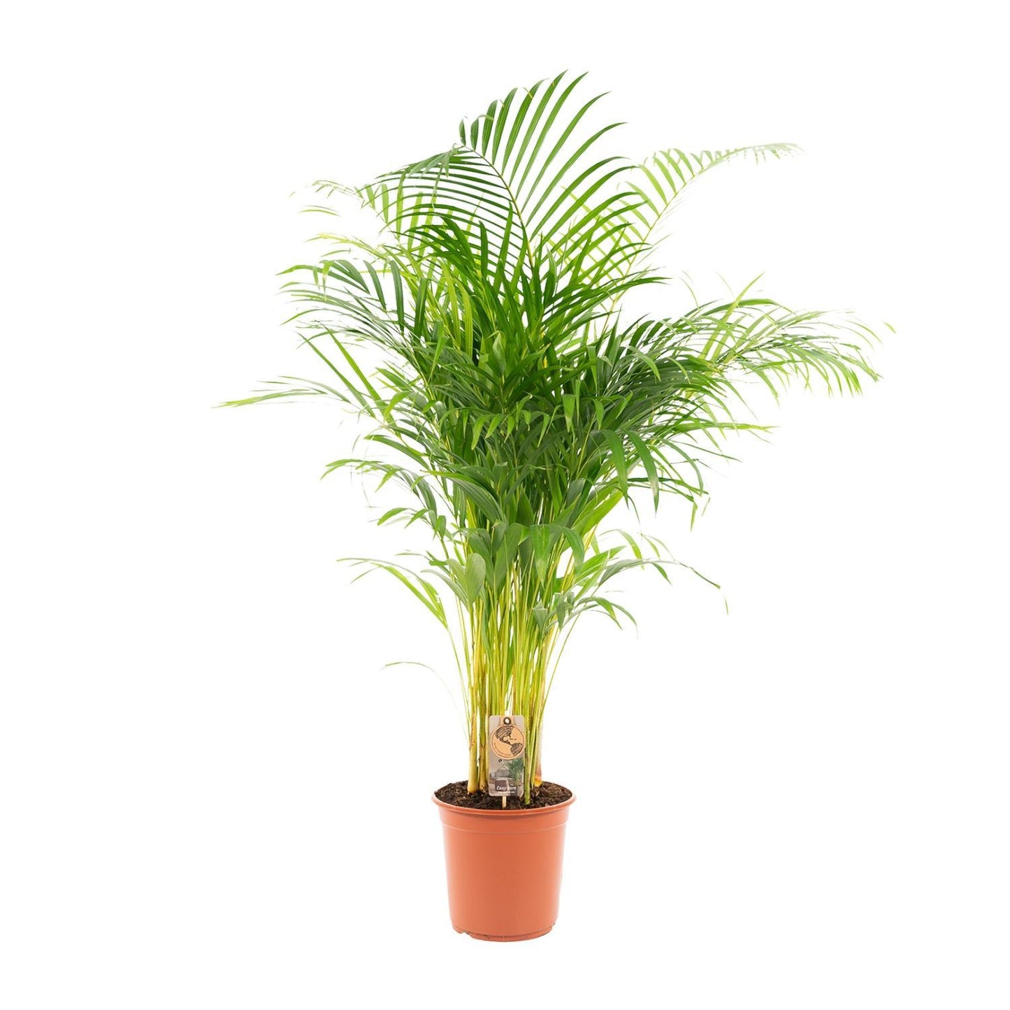 Areca palm - Vivaflorique