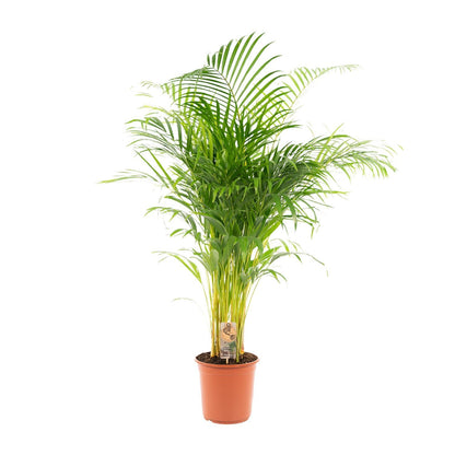 Areca palm - Vivaflorique