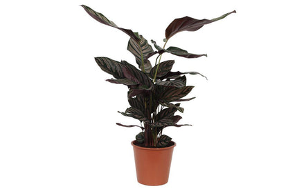 Calathea Sanderiana - 80 cm - Ø19cm - Vivaflorique