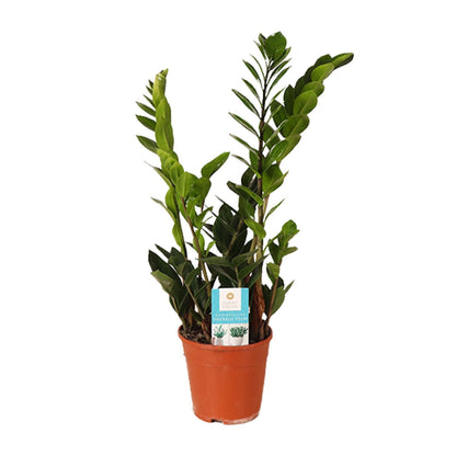 Zamioculcas Zamiifolia - Ø14cm - ↕45cm - Vivaflorique