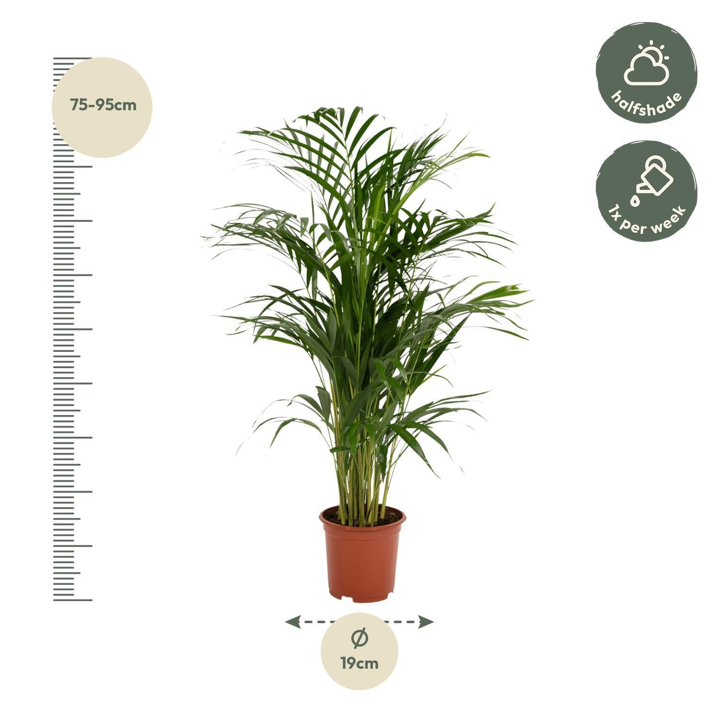 Areca palm - Vivaflorique