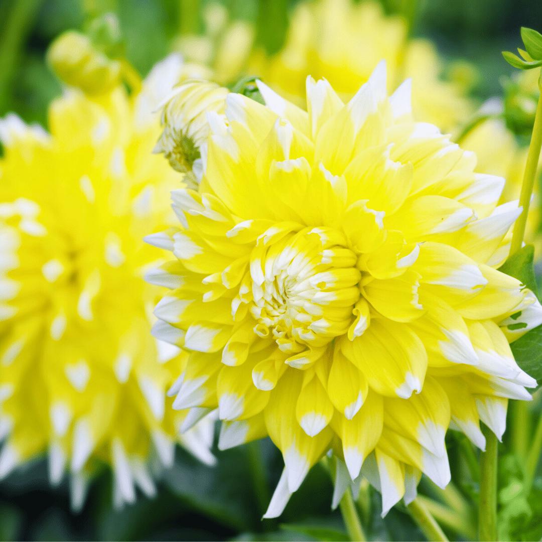 Dahlia mix - Dahlia Seattle | 12 stuks - Vivaflorique