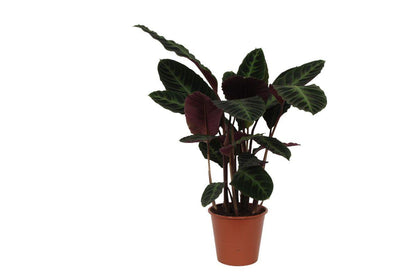 Calathea Warscewiczii - 80 cm - Ø19cm - Vivaflorique