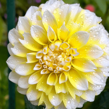 Dahlia Seattle | 1 stuks - Vivaflorique