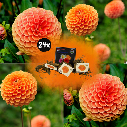 Dahlia mix - Dahlia Ralphie | 24 stuks - Vivaflorique