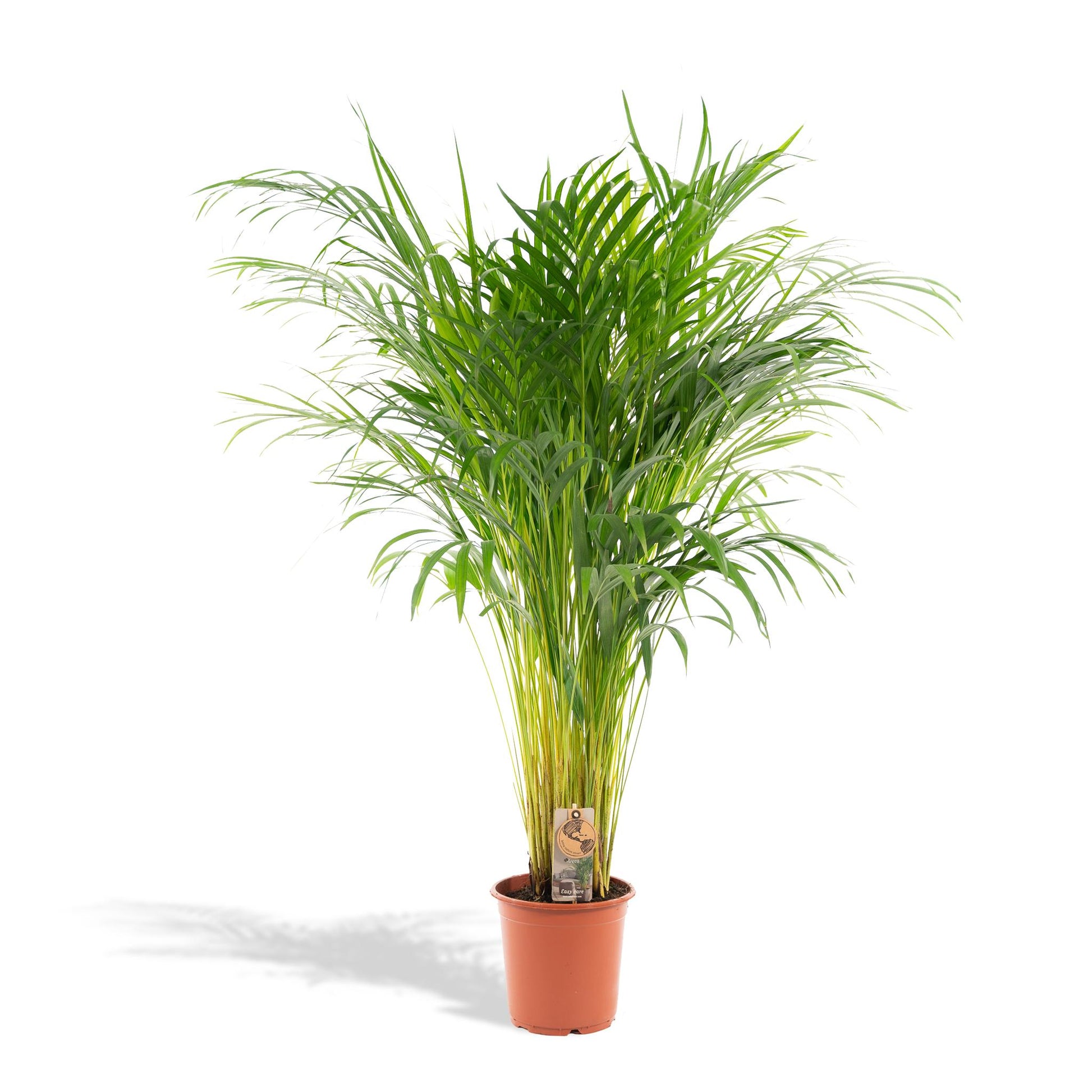 Areca palm - Vivaflorique