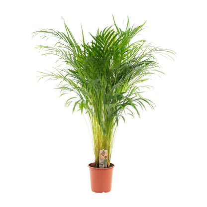 Areca palm - Vivaflorique