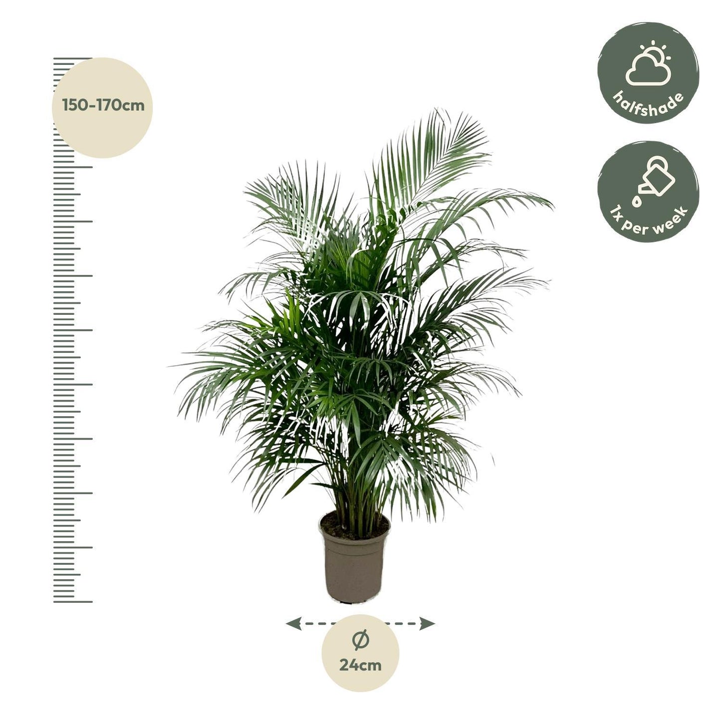 Dypsis Lutescens (Areca palm) 160 cm - ø24 - Vivaflorique