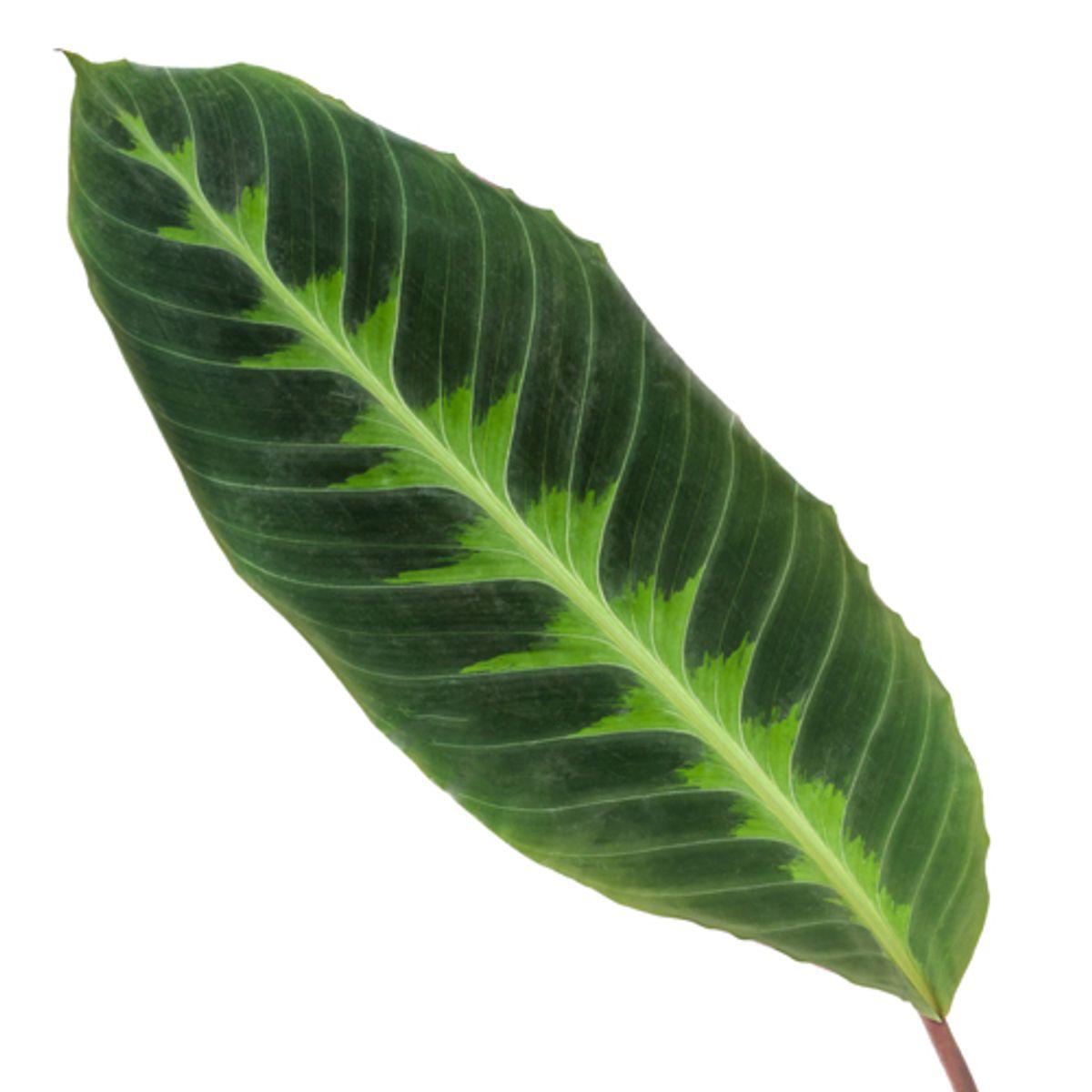 Calathea Warscewiczii - 80 cm - Ø19cm - Vivaflorique