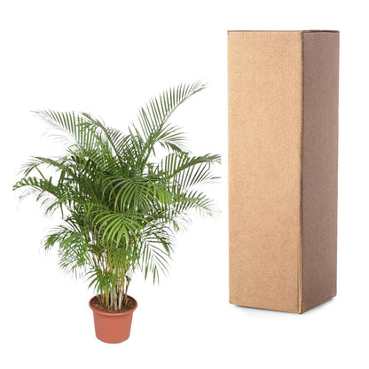 Dypsis Lutescens (Areca Palm) - 200 cm - ø40 - Vivaflorique