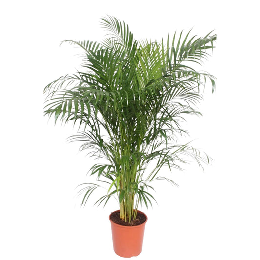 Dypsis Lutescens (Areca Palm) - 160 cm - ø30 - Vivaflorique