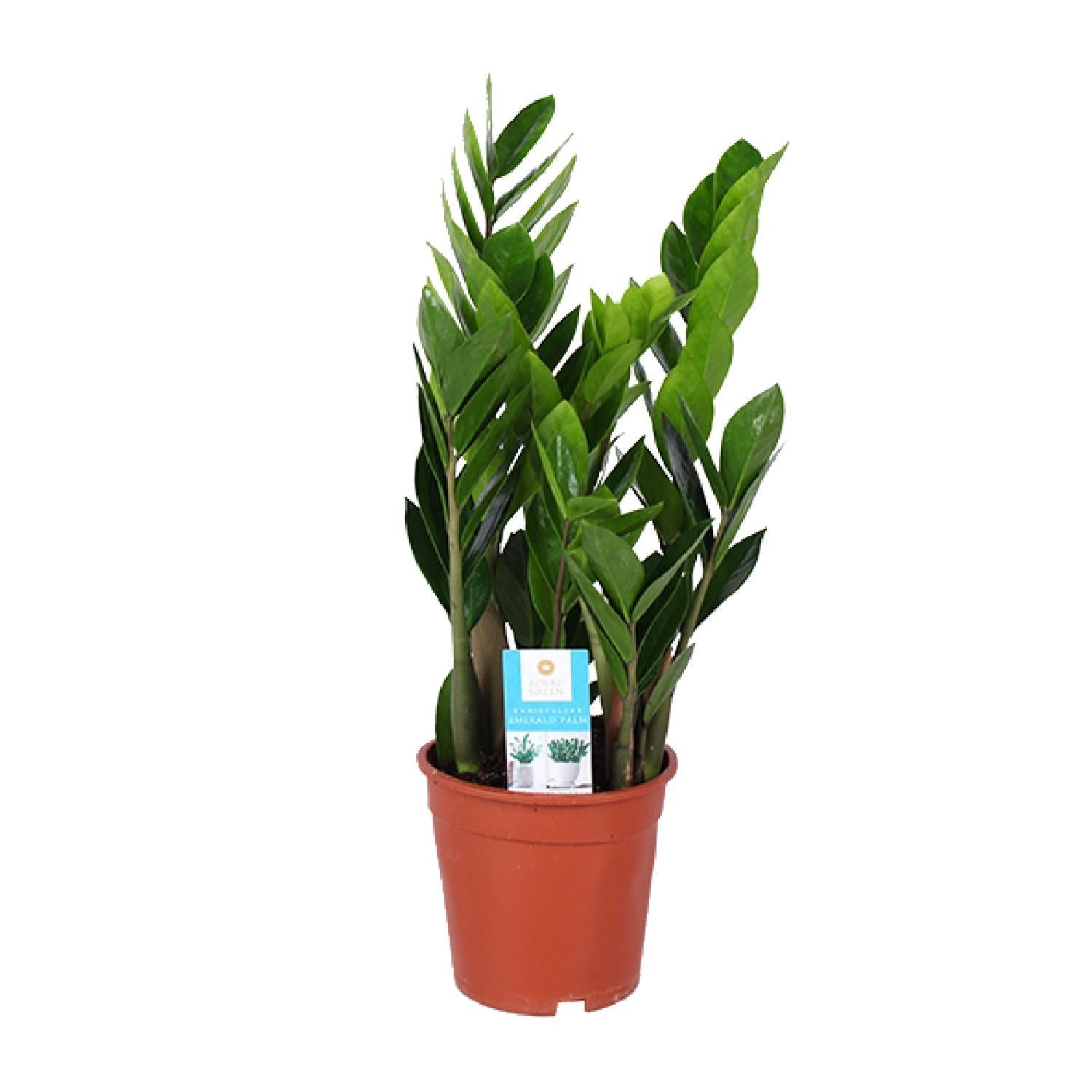 Zamioculcas Zamiifolia - Ø17cm - ↕60cm - Vivaflorique