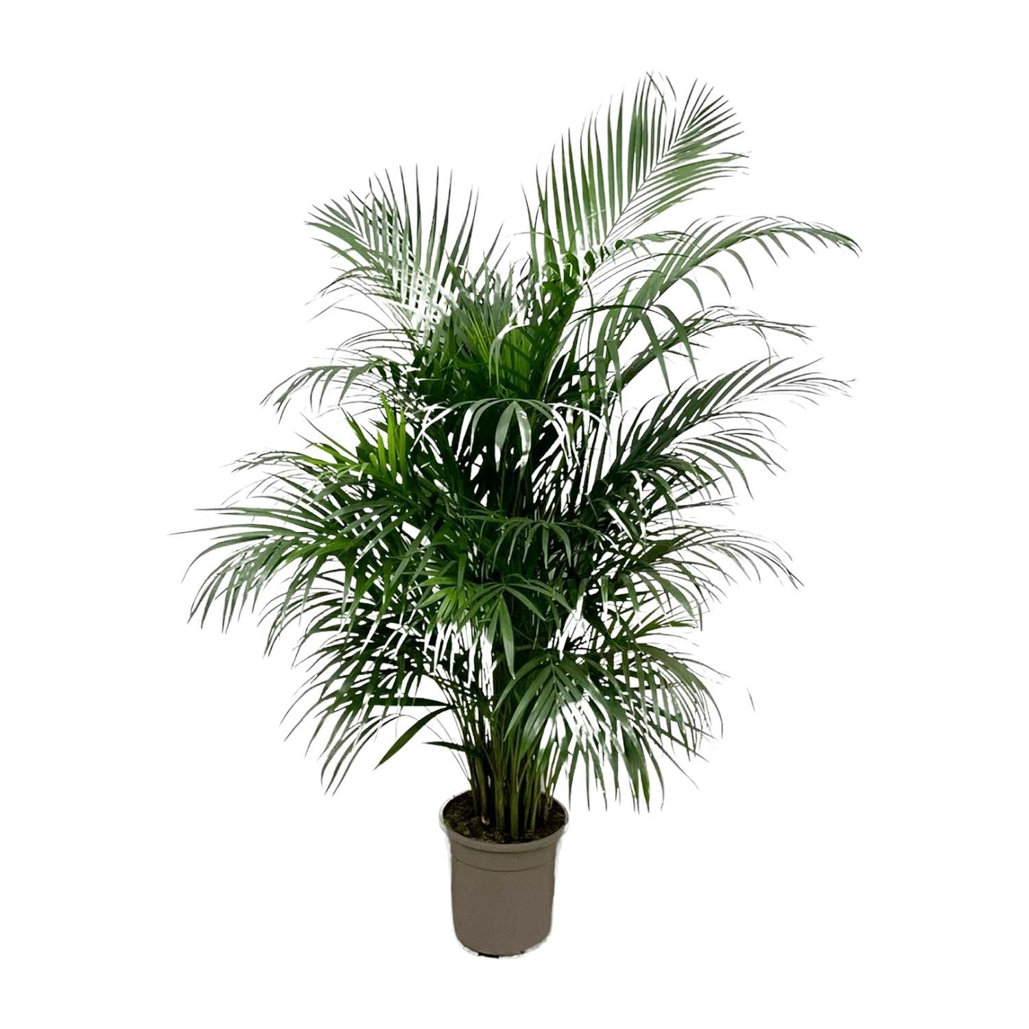 Dypsis Lutescens (Areca palm) 160 cm - ø24 - Vivaflorique