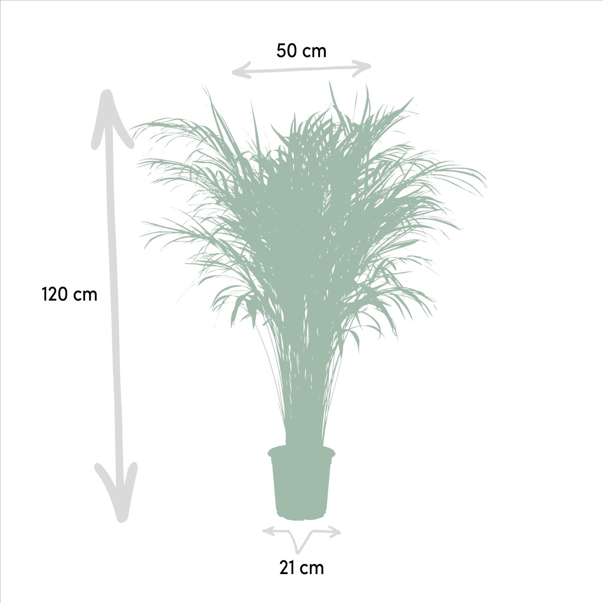 Areca palm - Vivaflorique