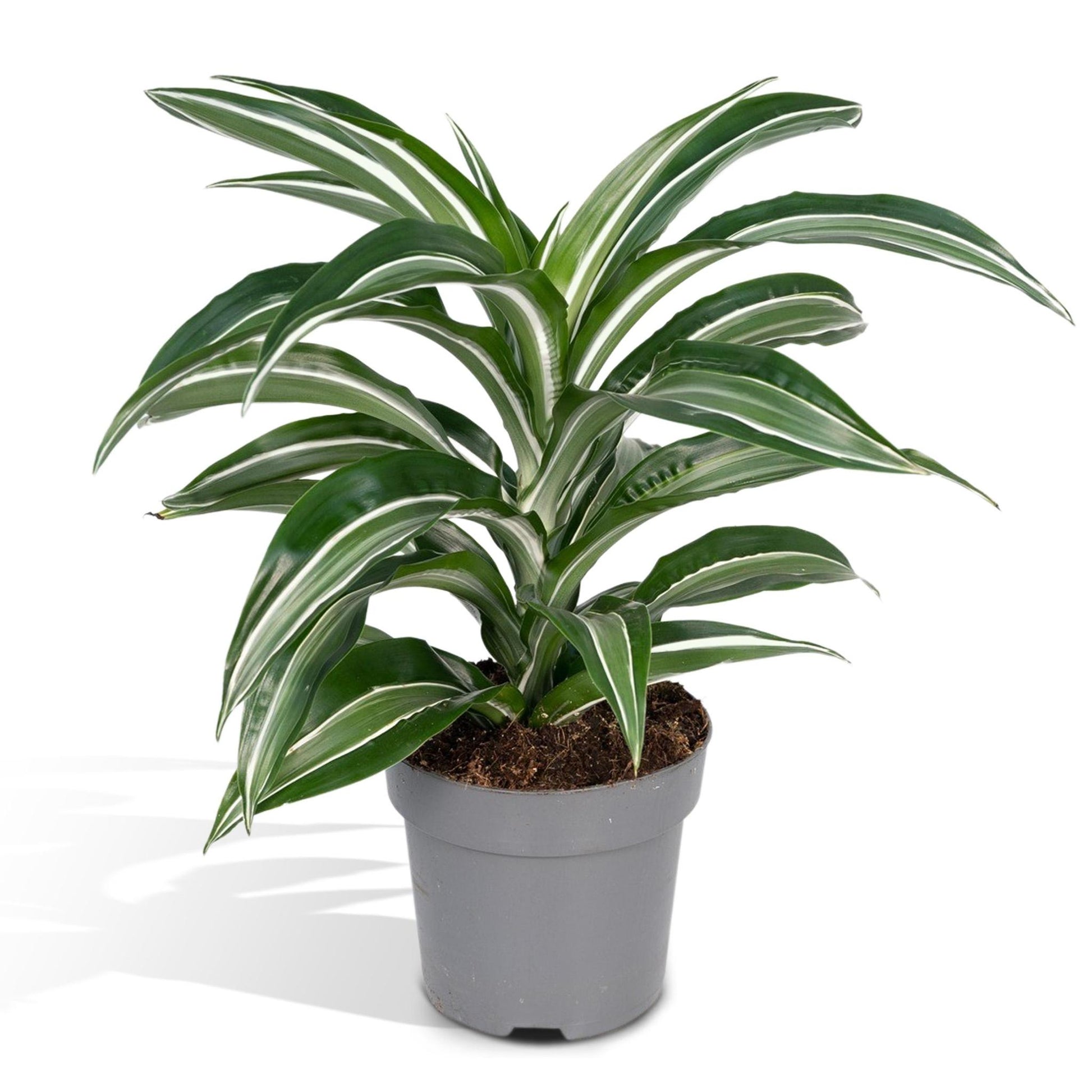 Dracaena Fragrans 'witte vacht' - Vivaflorique