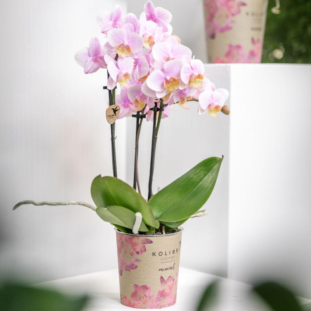 phalaenopsis orchidee - roze - Andorra - Vivaflorique