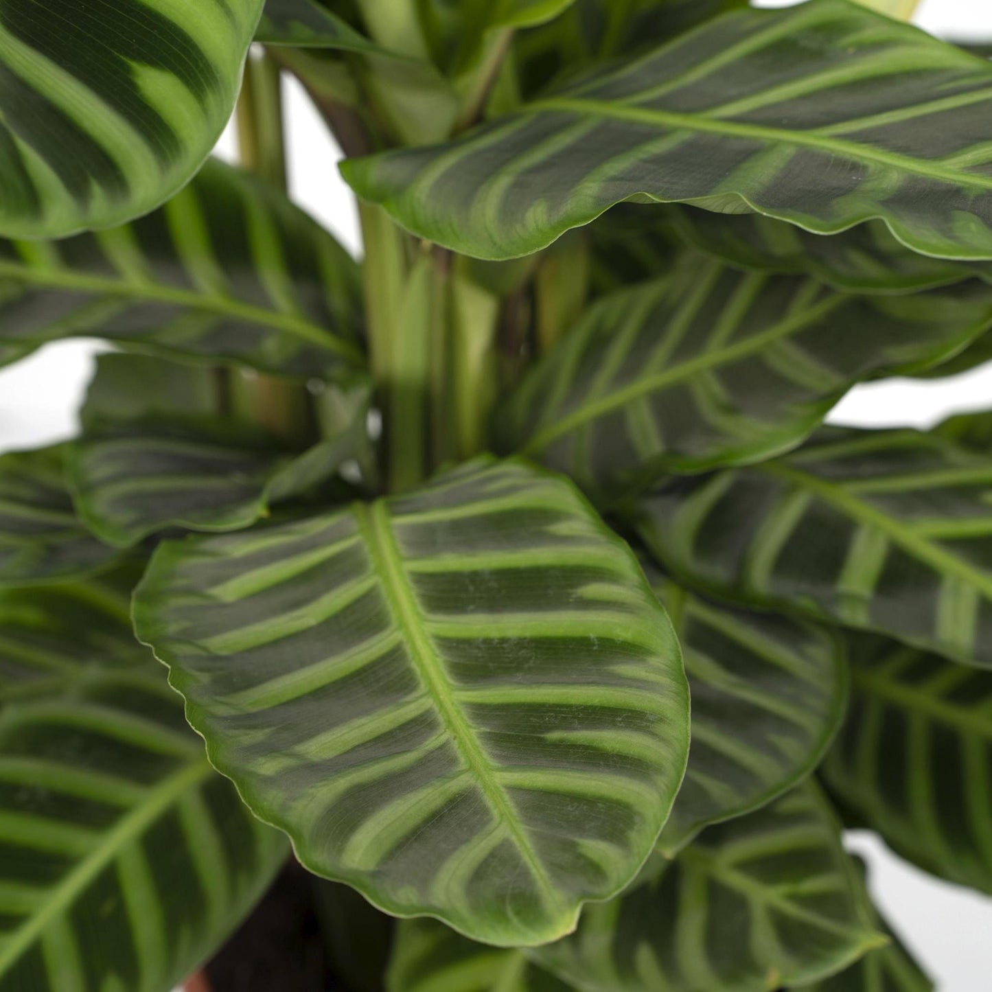 Calathea Zebrina - Pauwenplant - Vivaflorique