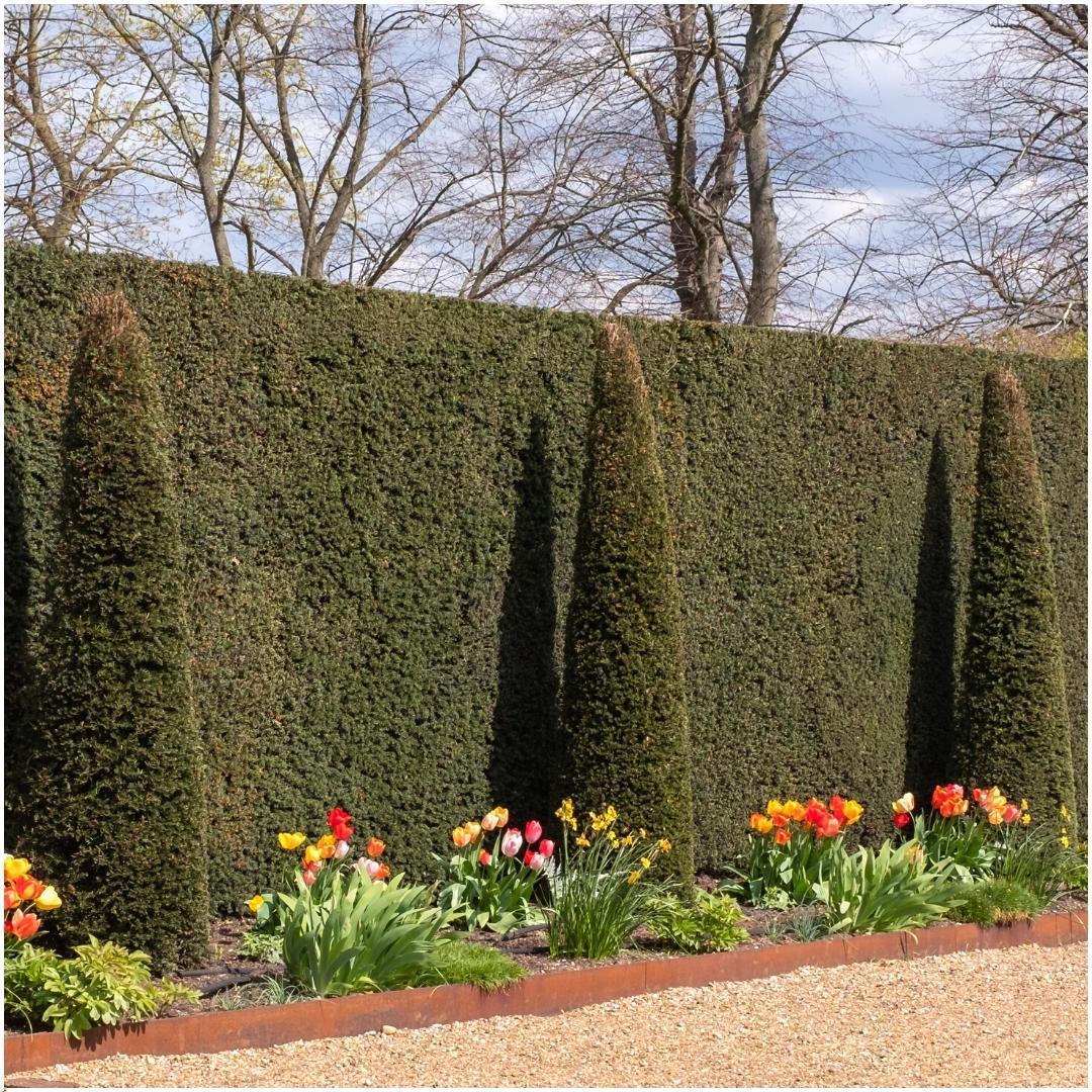 6x dennenhaag - Taxus baccata - voor 1 strekkende meter heg - Vivaflorique