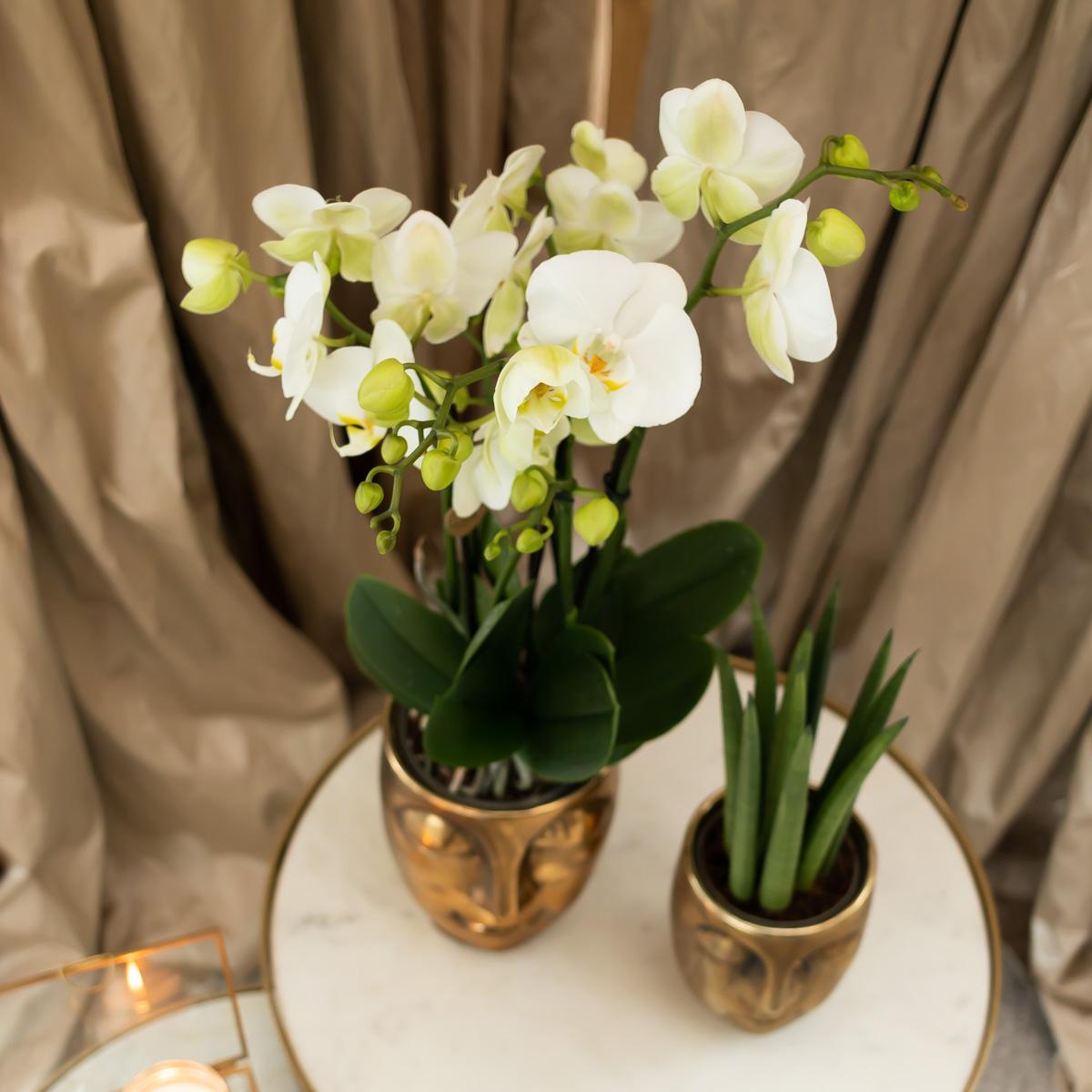 Phalaenopsis orchid - Amabilis in sierpot goud - Vivaflorique