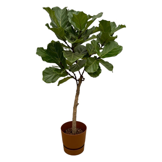 Ficus Lyrata stam inclusief elho® pot - Vivaflorique