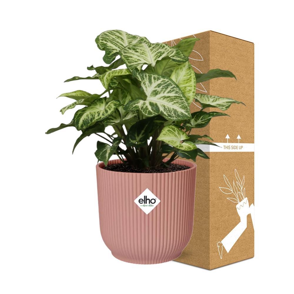 Syngonium arrow in elho® roze pot - Vivaflorique