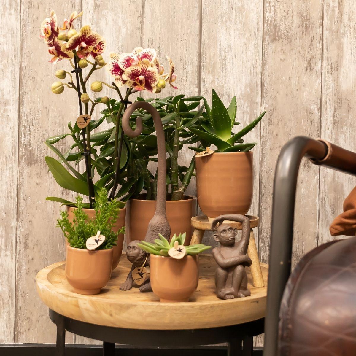 Phalaenopsis Orchidee geel/rood in cognac pot - Vivaflorique