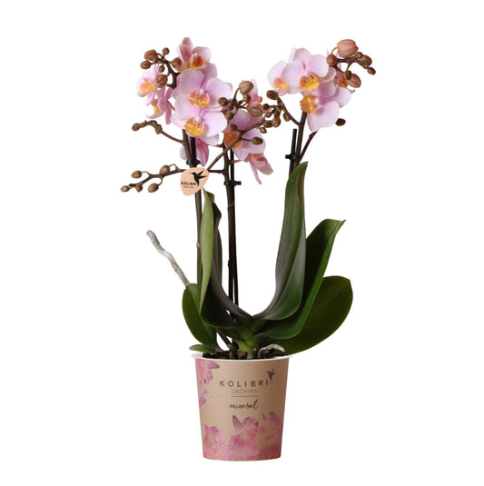 phalaenopsis orchidee - roze - Andorra - Vivaflorique