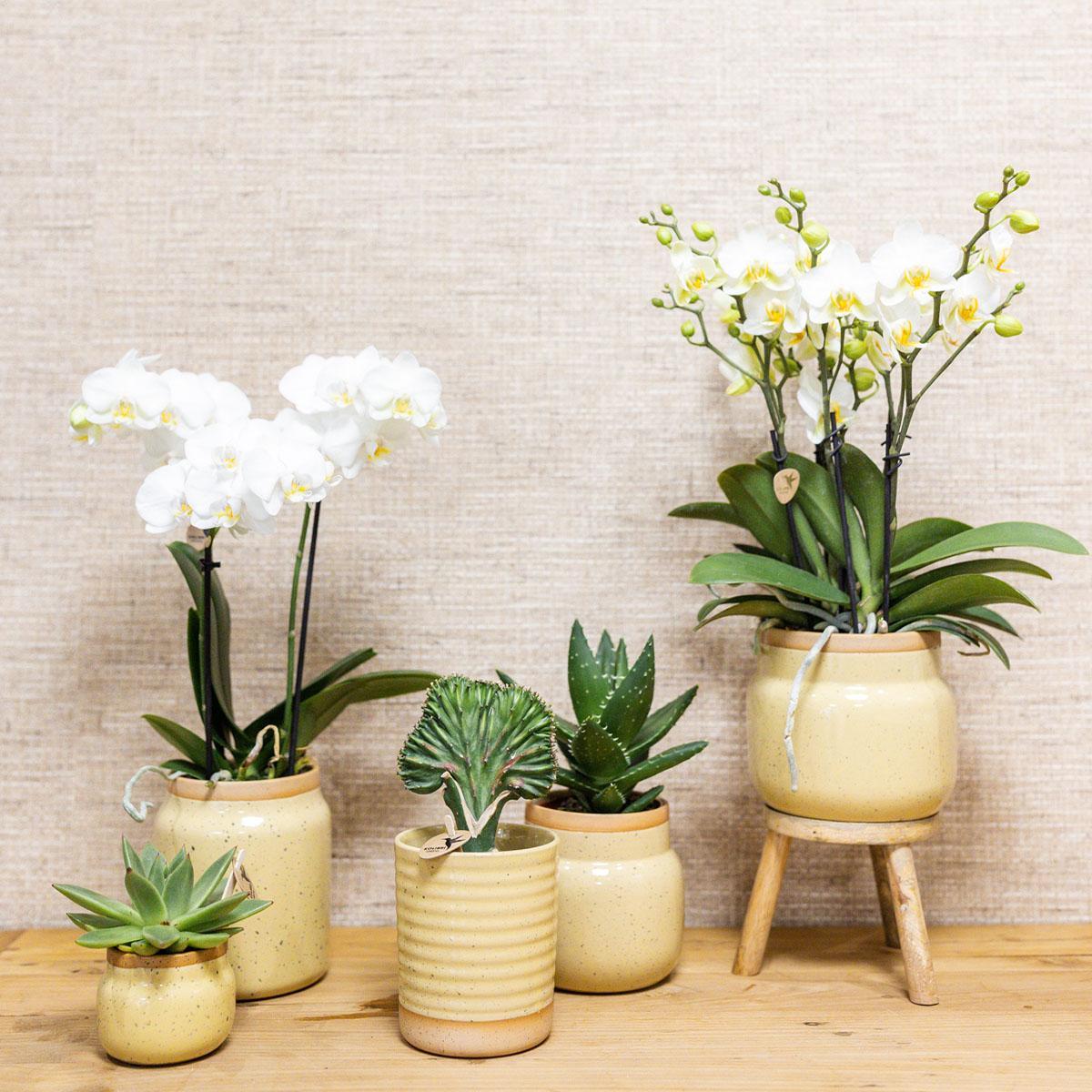 Orchidee plant set - Bamboe - Vivaflorique