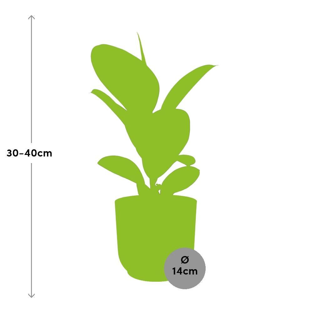 Ficus Elastica ‘Robusta’ inclusief elho® Vibes Fold - Vivaflorique