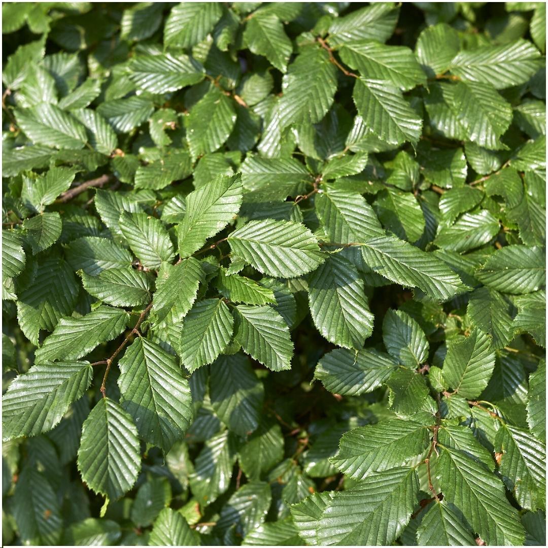 1 Meter haagbeuk - Carpinus Betulus - set van 6 winterharde haagplanten - Vivaflorique