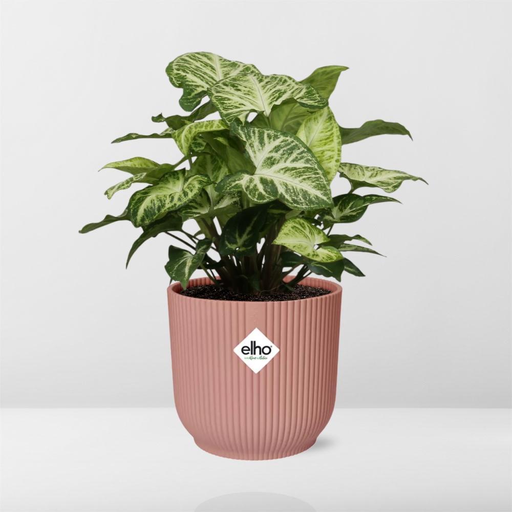 Syngonium arrow in elho® roze pot - Vivaflorique