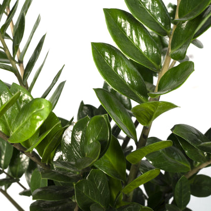 Zamioculcas Zamiifolia - Smaragdpalme - Vivaflorique