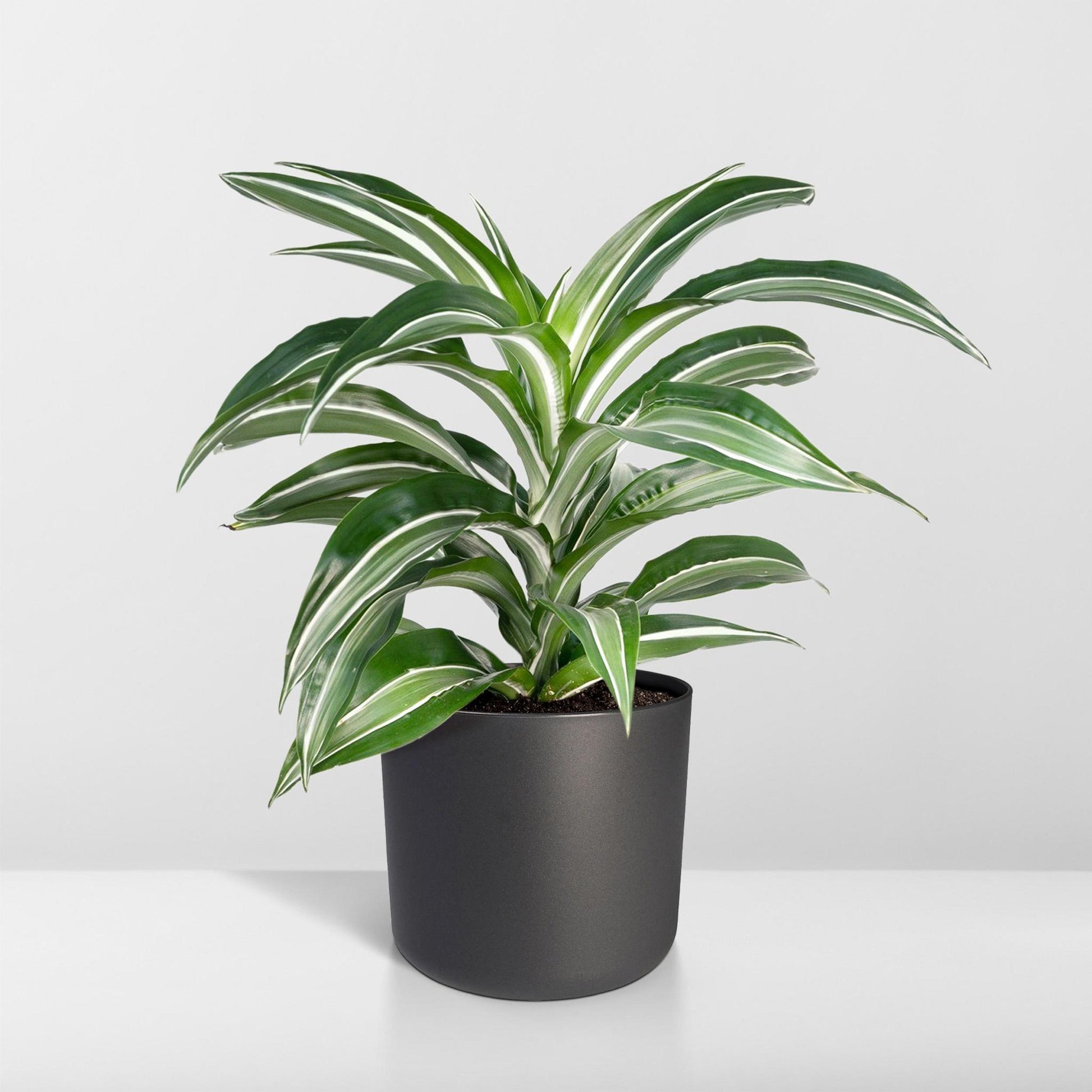 Dracaena Fragrans 'witte vacht' - Vivaflorique