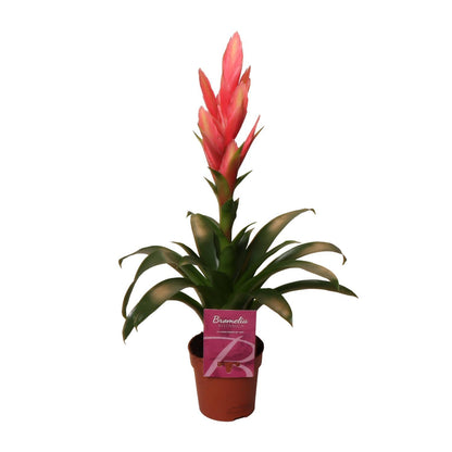 Tillandsia Ziva - Vivaflorique