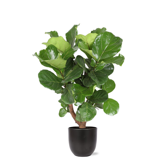 Ficus Lyrata (verzweigt) inclusief pot - Vivaflorique