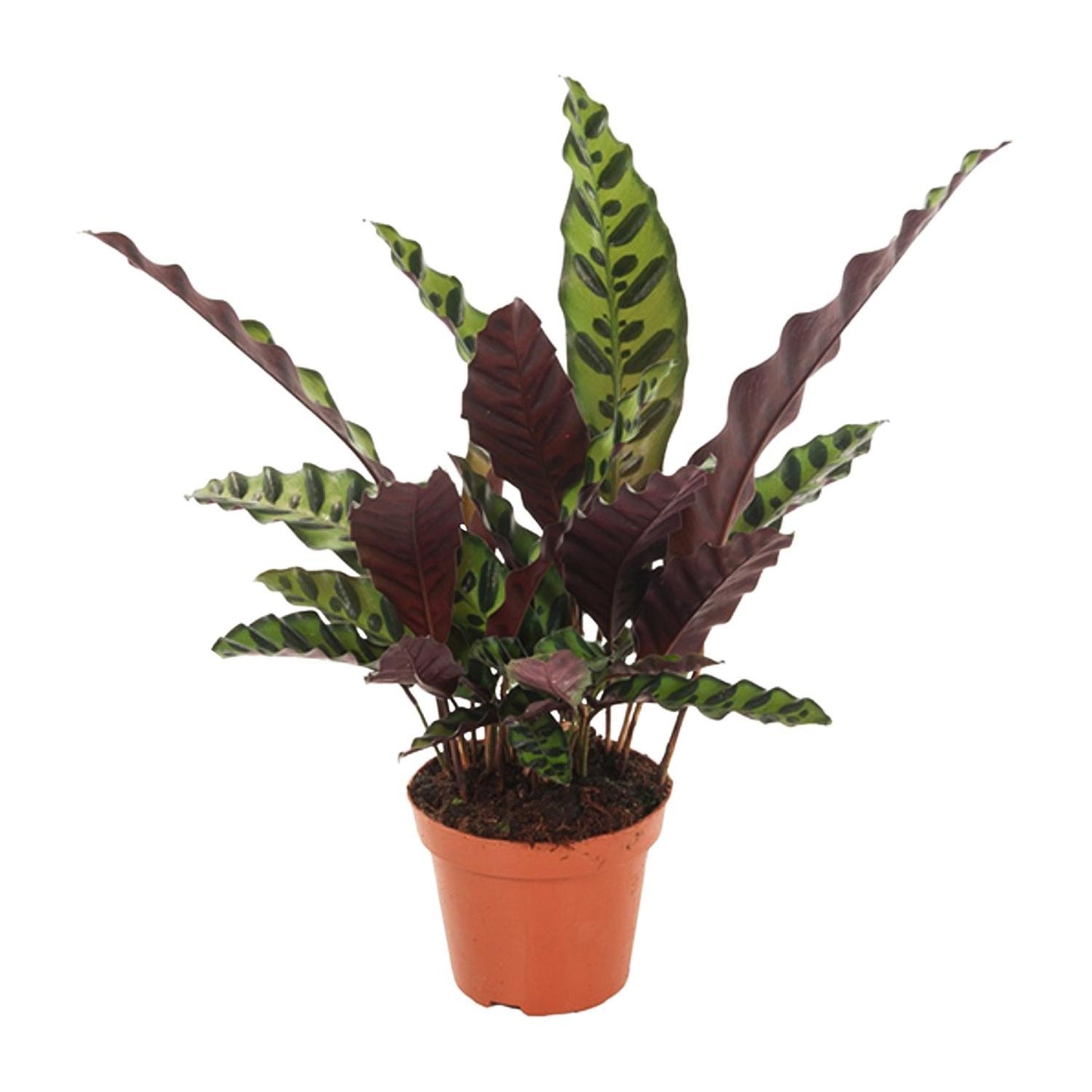 Calathea Insignis - Vivaflorique