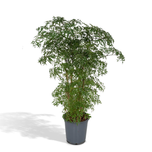 Polyscias Fruticosa - Aralia - Höhe: 75cm - Topfgröße: 21cm - Naturebox