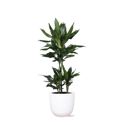 Dracaena Janet Lind inclusief elho® pot - Vivaflorique