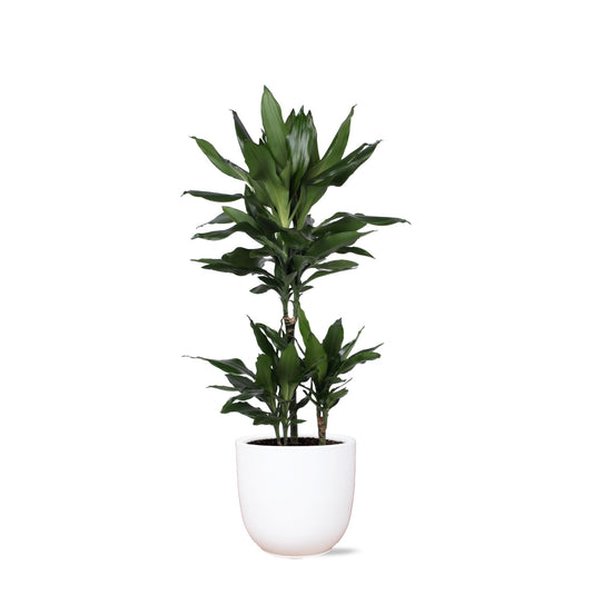 Dracaena Janet Lind inclusief elho® pot - Vivaflorique