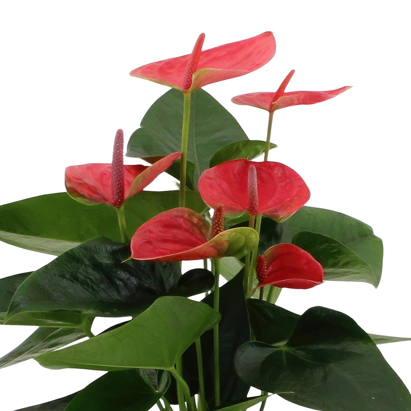 Anthurium andreanum Süßer Traum inclusief pot - Vivaflorique