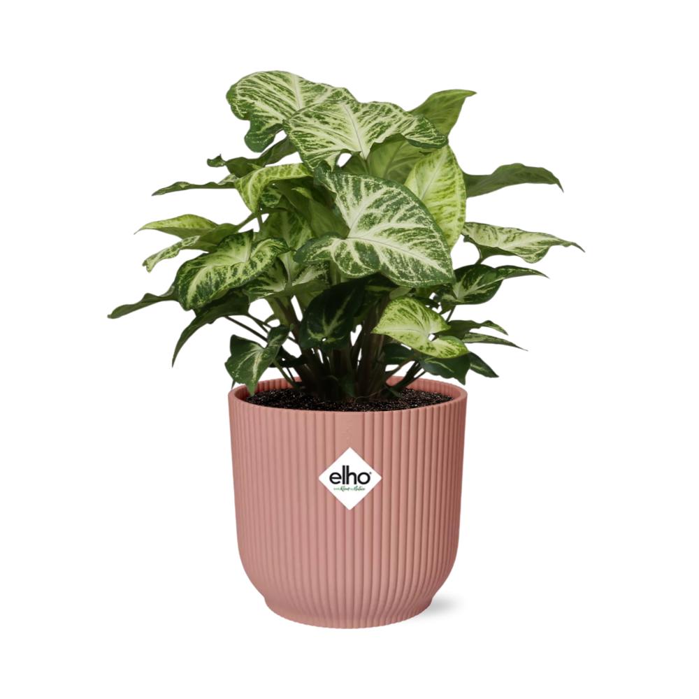 Syngonium arrow in elho® roze pot - Vivaflorique