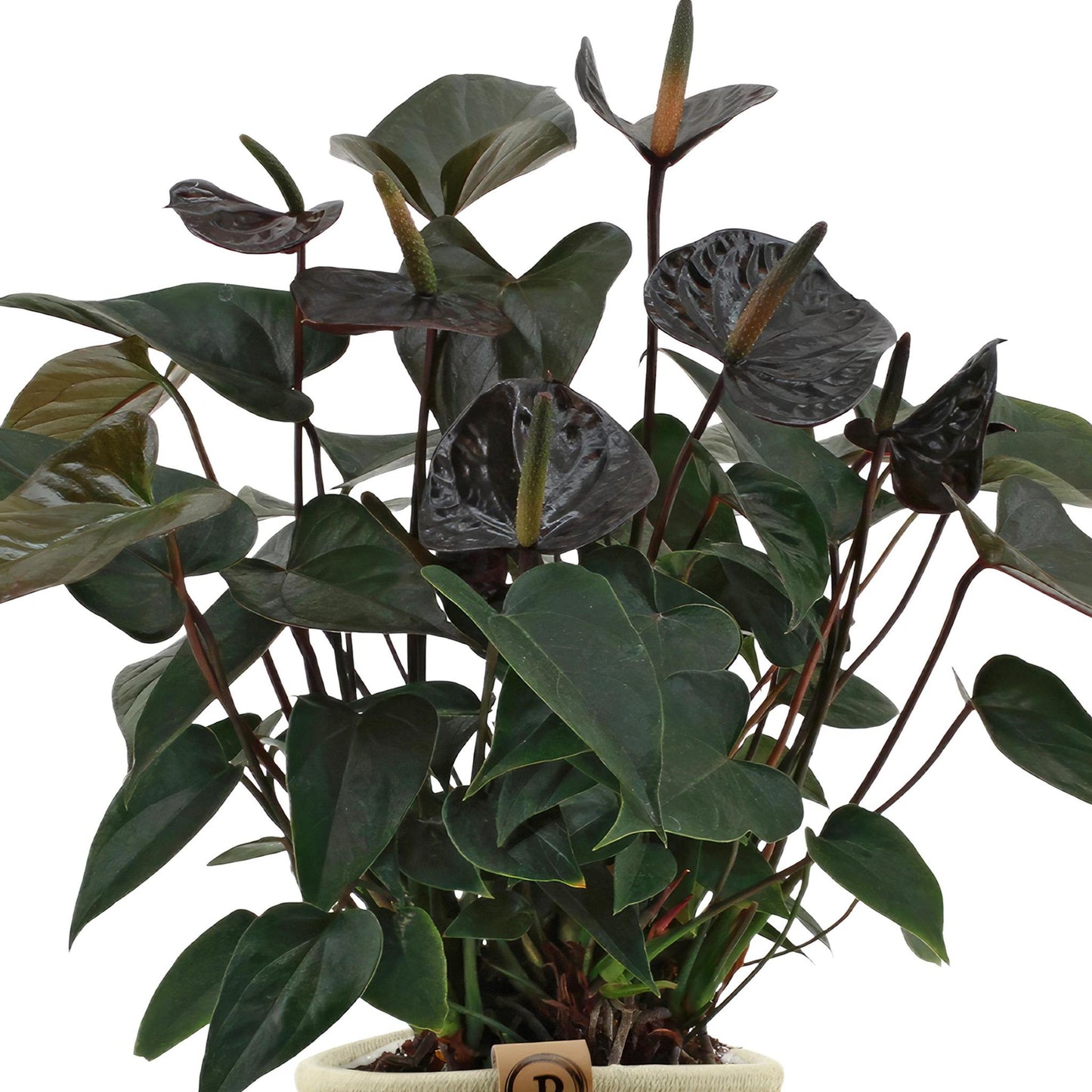 Anthurium andreanum Schwarze Liebe inclusief pot - Vivaflorique