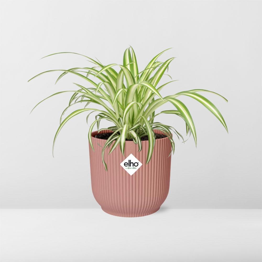 Chlorophytum Comosum Variegatum in elho® vibes pot - Vivaflorique