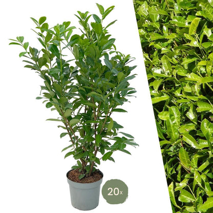 Große Lorbeerkirsche Rotundifolia für 10 laufende Meter Hecke | - 15L - 20x | Höhe: 125-150 cm - Vivaflorique